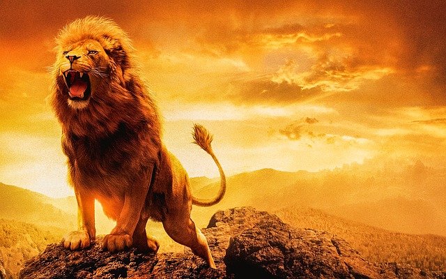 Lion King Disney Wallpaper
